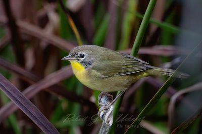 Common Yellowthroat female 24.jpg