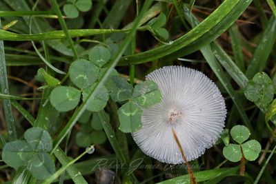 Hares Foot Inkcap Mushroom and Clover 24.jpg