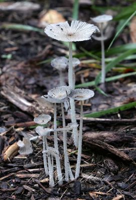 Hares Foot Inkcap Mushrooms 24.jpg