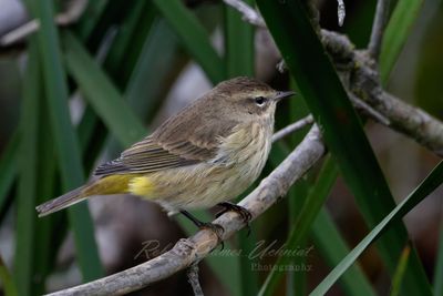 Palm Warbler female 24.jpg