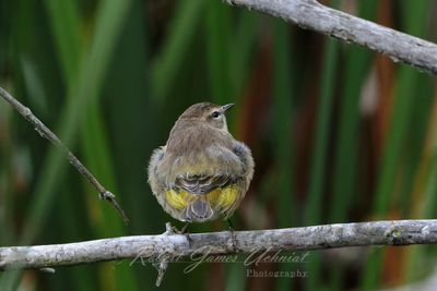 Palm Warbler female behind 24.jpg