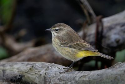 Palm Warbler female on log 24.jpg
