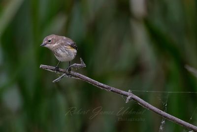 Palm Warbler female on long branch 24.jpg