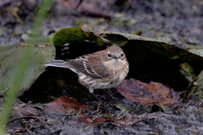 Yellow Rumped Warbler female in marsh 24.jpg