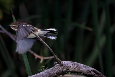 Yellow Rumped Warbler female in flight 24.jpg