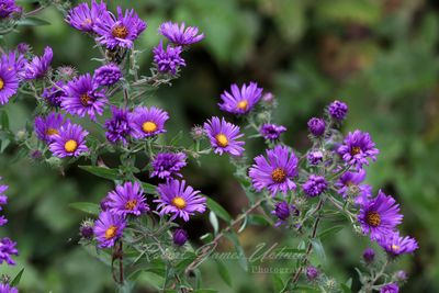 Aster field 24.jpg