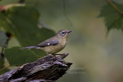 Black Throated Blue Warbler female 24.jpg