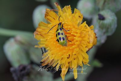 Cucumber Beetle 24.jpg