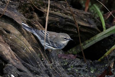 Yellow Rumped Warbler on log 24.jpg