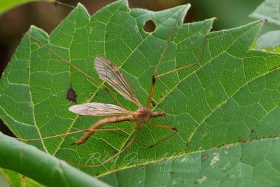 Crane Fly 24.jpg