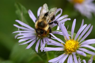 Eastern Bumblebee on Aster 2 24.jpg