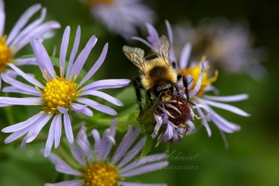 Eastern Bumblebee on Aster 24.jpg