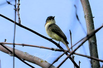 Eastern Phoebe juvenile 24.jpg