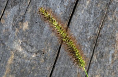 Yellow Foxtail 24.jpg