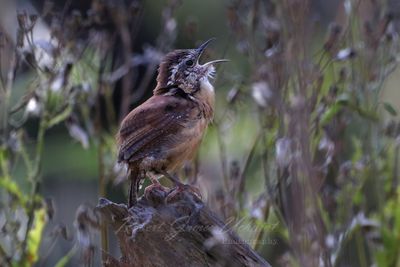 Carolina Wren on stump 24.jpg