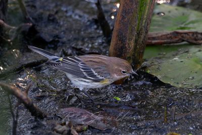 Yellow Rumped Warbler in marsh 24.jpg