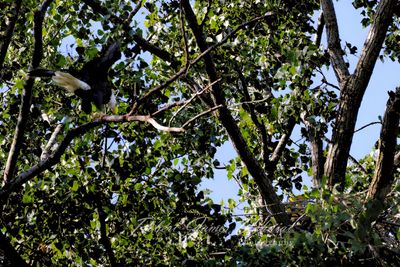 Bald Eagle male near nest 24.jpg