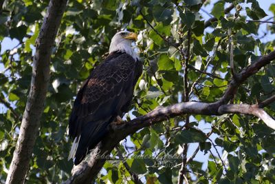 Bald eagle on branch 24.jpg