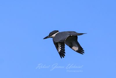 Belted Kingfisher flight 2 24.jpg