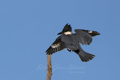 Belted Kingfisher landing 24.jpg