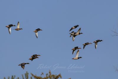 Mallard Flock 24.jpg
