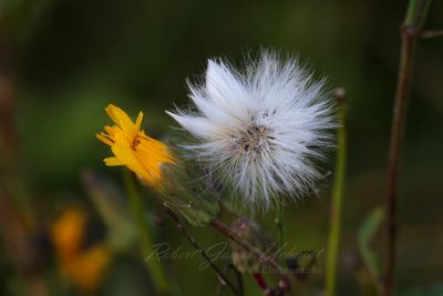 Sow Thistle blossom and seed head 24.jpg