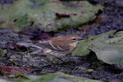 Yellow Rumped Warbler female in marsh 2 24.jpg