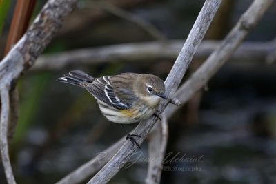 Yellow Rumped Warbler on branch 2 24.jpg