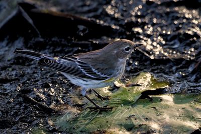 Yellow Rumped Warbler on lilly pad 24.jpg