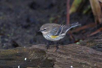 Yellow Rumped Warbler on log 2 24.jpg