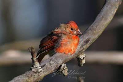 Cardinal molting 24.jpg