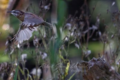 Carolina Wren in flight 24.jpg