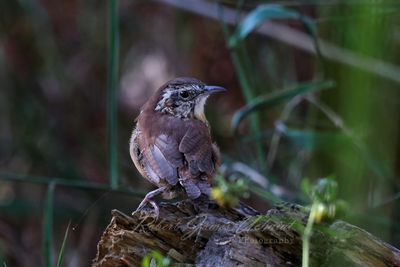 Carolina Wren on stump 2 24.jpg