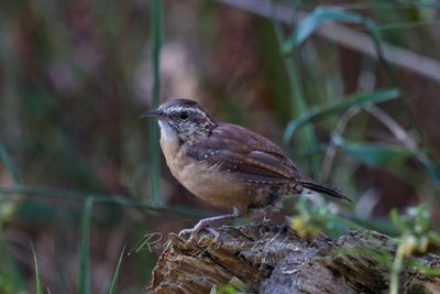 Carolina Wren on stump 3 24.jpg