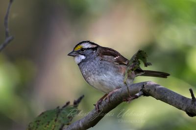 White Throated Sparrow on branch 24.jpg