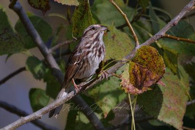 Song Sparrow on branch 24.jpg