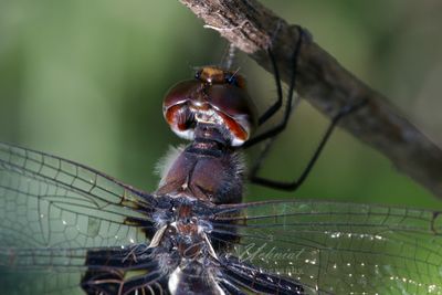 Black Saddle Bags Dragonfly close 24.jpg