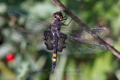Black Saddle Bags Dragonfly on twig 24.jpg
