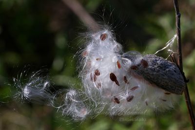 Milkweed Seed Pod 24.jpg