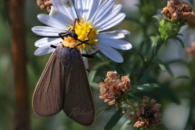 Yellow Collared Scape Moth 24.jpg