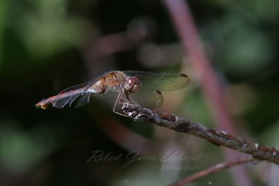 Autumn Meadowhawk with tattered wings 24.jpg