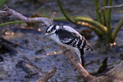 Downy Woodpecker in marsh 2 24.jpg