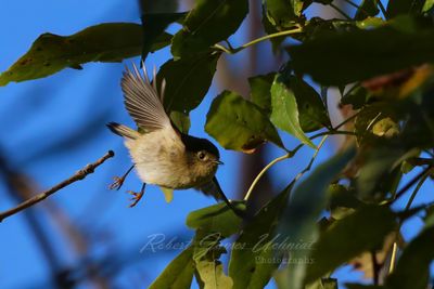 Ruby Crowned Kinglet male in flight 24.jpg