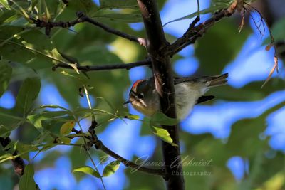 Ruby Crowned Kinglet male on branch 24.jpg