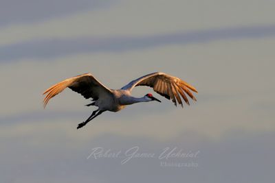 Sandhill Crane golden hour flight 24.jpg