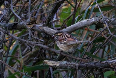 Swamp Sparrow in vines 24.jpg
