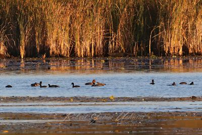 Migrating Ducks at Golden Hour 24.jpg