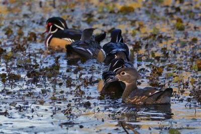 Wood Ducks in Fall 24.jpg