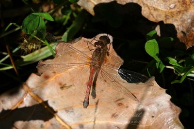Autumn Meadowhawk on leaf 24.jpg