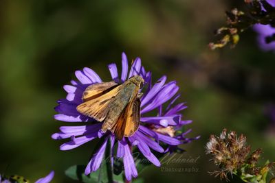 Firey Skipper 24.jpg